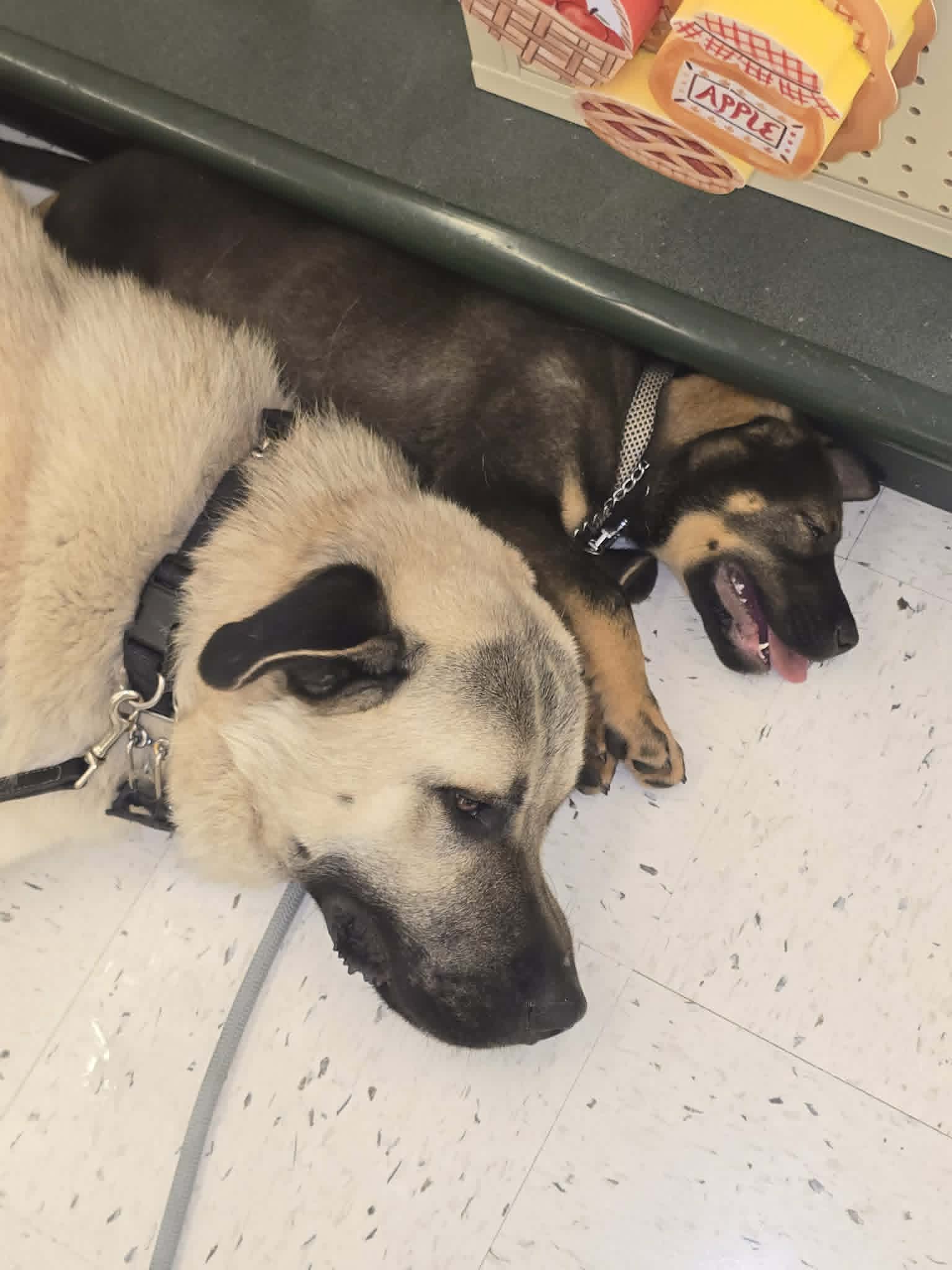 Puppy being trained